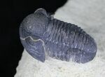 Gerastos Trilobite Fossil - Foum Zguid #21540-1